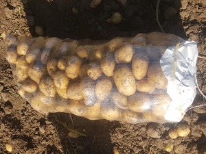  Her türlü patates temini yapılır