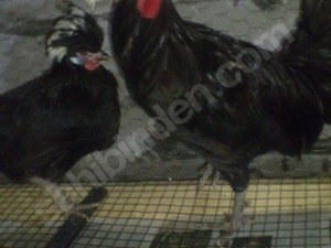 satılık brahma tavuk Turgut Reis Mah. hayvanlar ilanı ver
