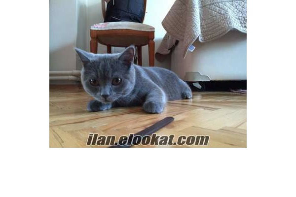 British shorthair 0-3 Aylık Çayyolu Mah.
