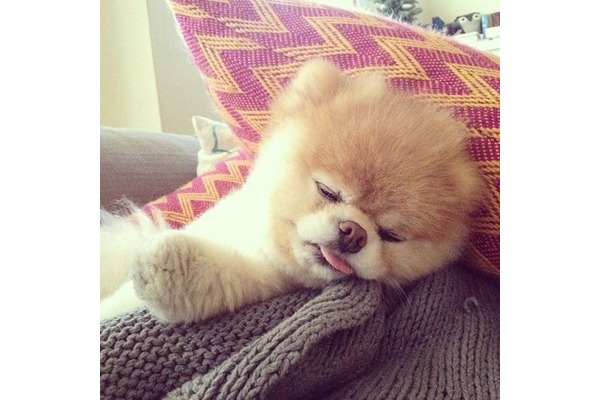 köpek Pomeranian fiyatları