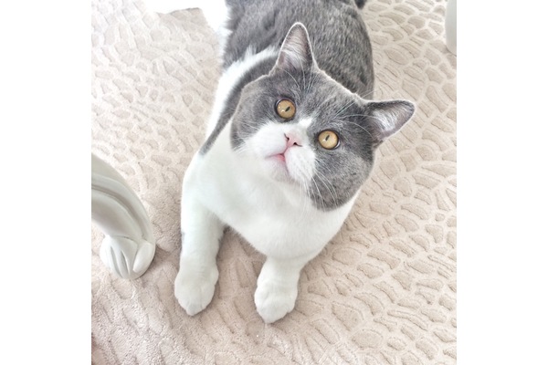 İstinye Mah. kedi ilanı