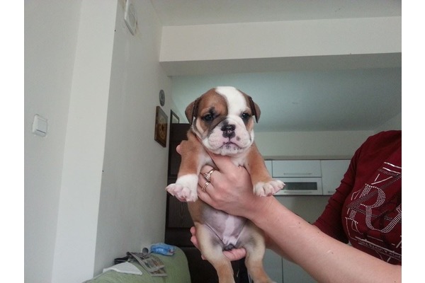 Buldog Sahibinden Dumlupınar Mah.