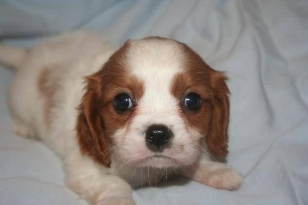 Cavalier king Charles Erkek köpek