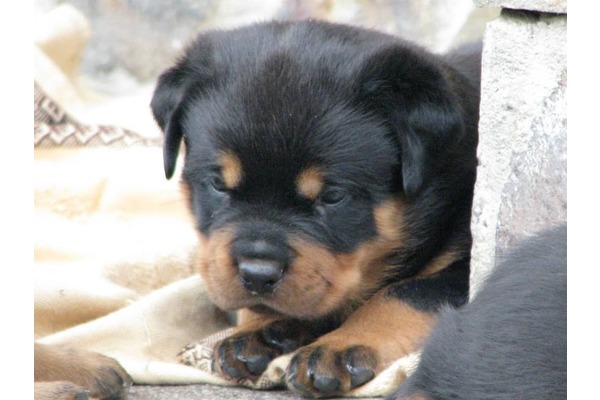 Dumlupınar Mah. köpek ilanı