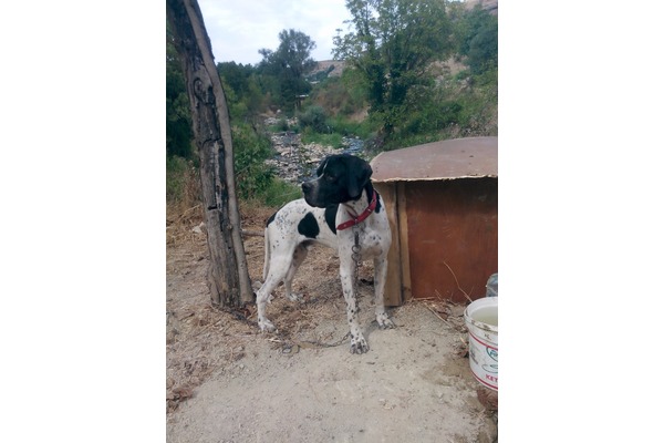 100. Yıl Mah. Pointer ilanları
