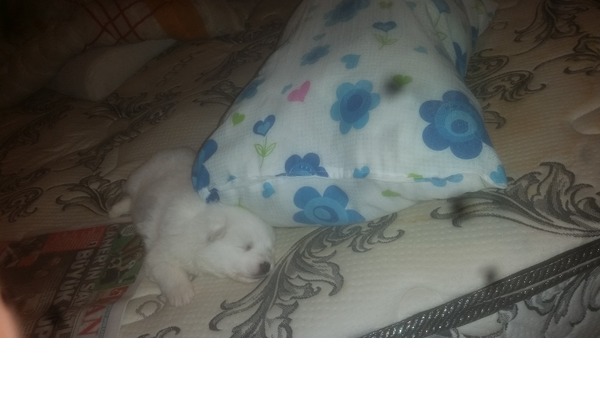 Samoyed Erkek Bahçeşehir 1. Kısım Mah.