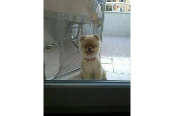 Pomeranian Dumlupınar Mah.
