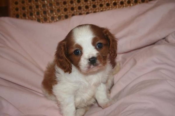 Cavalier king Charles Dumlupınar Mah.