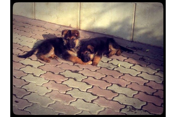 Erkek köpek Dumlupınar Mah.