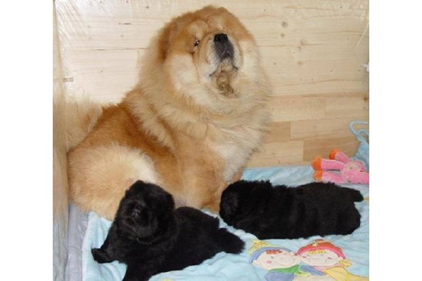 Chow Chow yaş 0-3 Aylık Dumlupınar Mah.