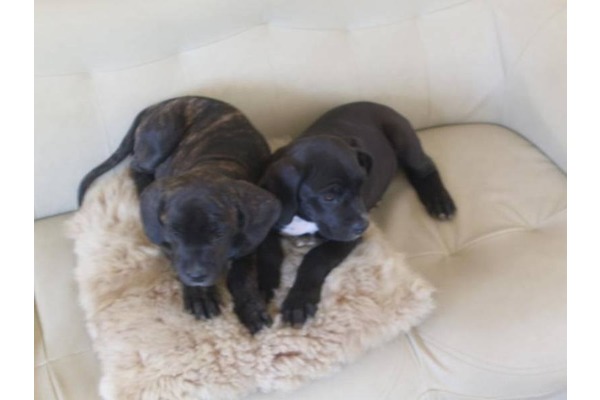 Dumlupınar Mah. Cane corsa ilanları