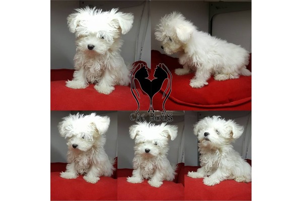 köpek Maltese terrier fiyatları