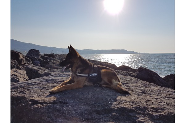 Erkek Sahibinden Kavacık Subayevleri Mah.