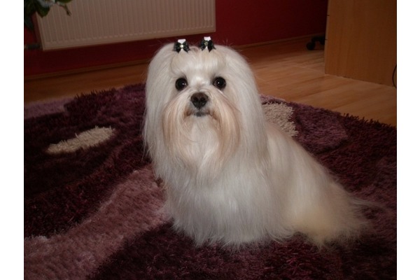 Altınkum Mah. köpek ilanı ver