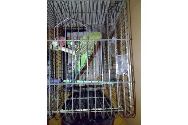Jumbo / Show jumbo muhabbet kuşu 1 Evka 4 Mah.