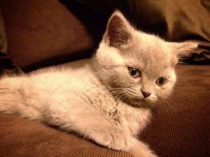 ankara satılık kedi kedi British shorthair fiyatları