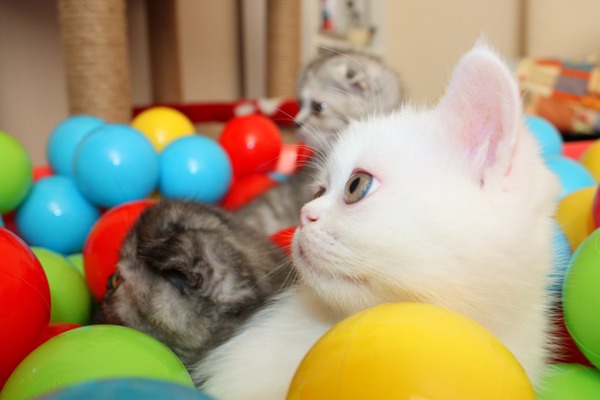 Sakarya Mah. kedi fiyatları