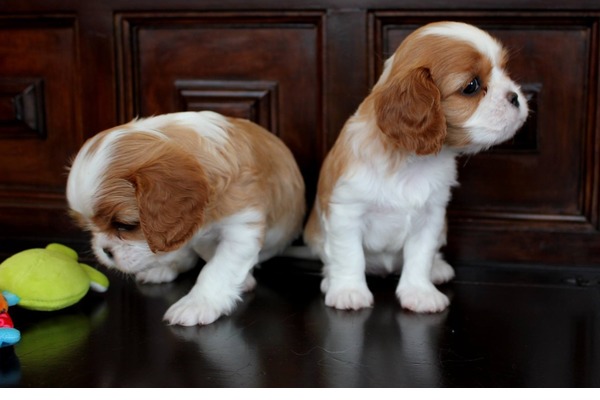 Cavalier king Charles Merkez Mah.