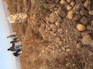 patatesi KONYA HATUNSARAY'DA SATILIK 80 TON CİVARI 1. SINIF ARYA PATATES