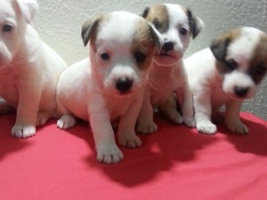 satıh taşlama Jack Russel terrier köpek Osmangazi