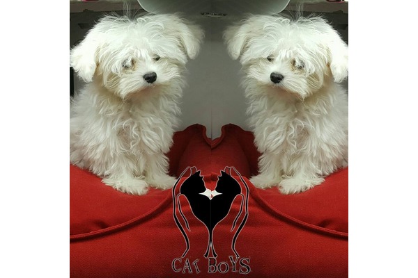 Maltese terrier Sahibinden Cumhuriyet Mah.