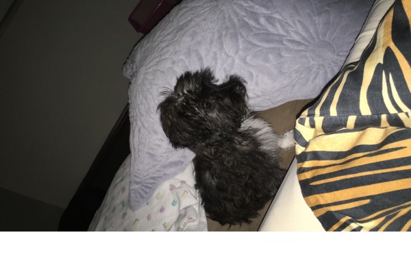 Caferağa Mah. köpek ilanı ver