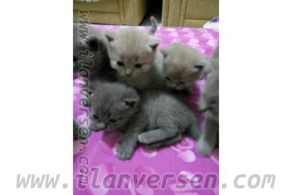 kedi British shorthair fiyatları