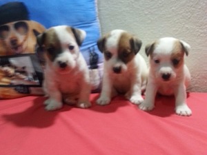 satılık evcil köpekler Jack Russel terrier İsmetiye Mah.