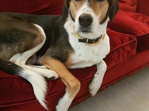  Ataköy civarı kayıp beagle