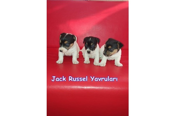 Jack Russel terrier Dişi ve Erkek Altınkum Mah.