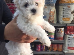 köpek ilanlari Altınkum Mah.