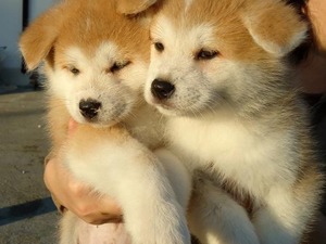 Akita inu yaş 0-3 Aylık