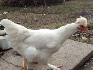 paçalı tavuk Turgut Mah. hayvanlar ilanı