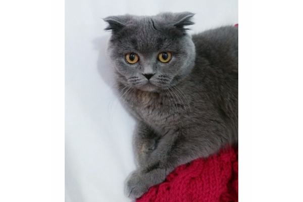 Scottish fold Sahibinden Merkez Mah.