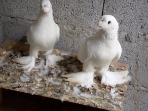 beyaz güvercin Gürpınar Bld. hayvanlar ilanları