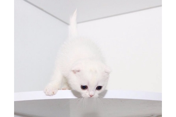 Scottish fold ilanları