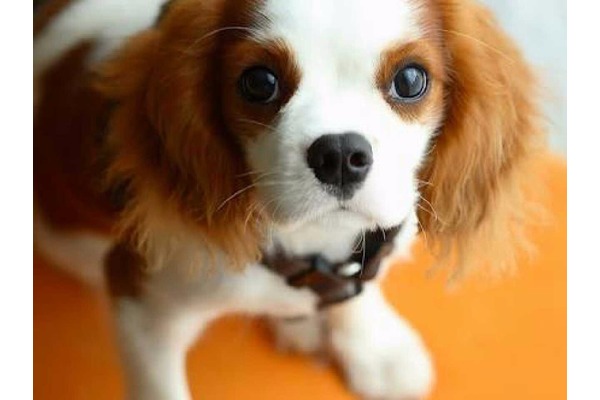 King charles spaniel Erkek Gürsel Mah.