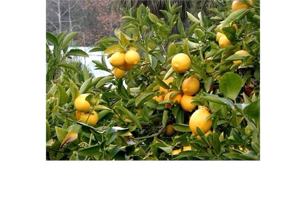 Narenciye Fidanları Tüplü Aşılı Açık ve Kök Karadeniz Fidancılık