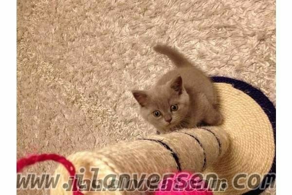 British shorthair Dişi ve Erkek Çayyolu Mah.