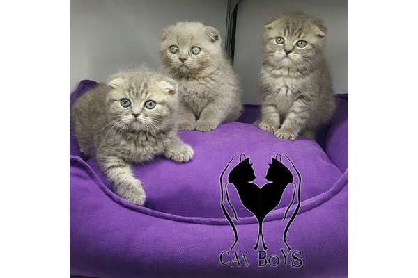 Scottish fold Cumhuriyet Mah.