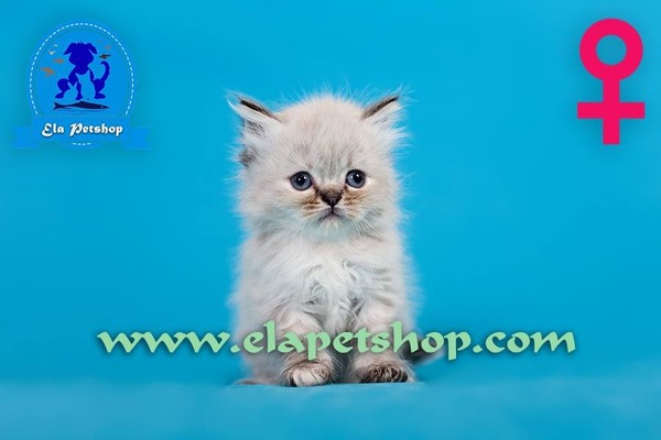 kedi İran fiyatları