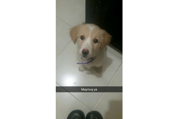 Golden retriever Sahibinden Borazanlar Mah.