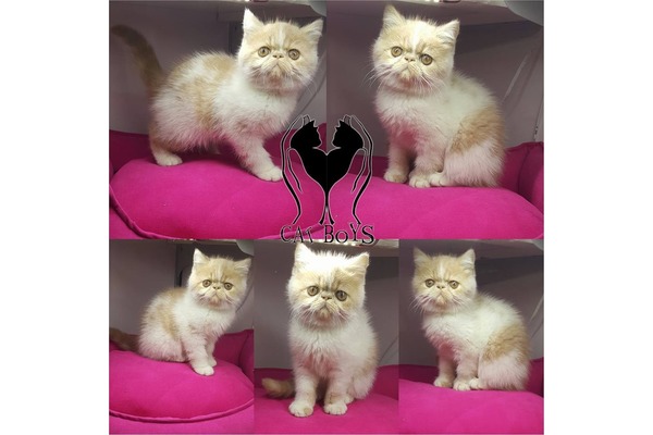 Cumhuriyet Mah. kedi ilanı ver