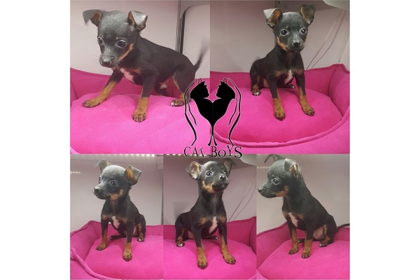 Cumhuriyet Mah. Pinscher ilanları