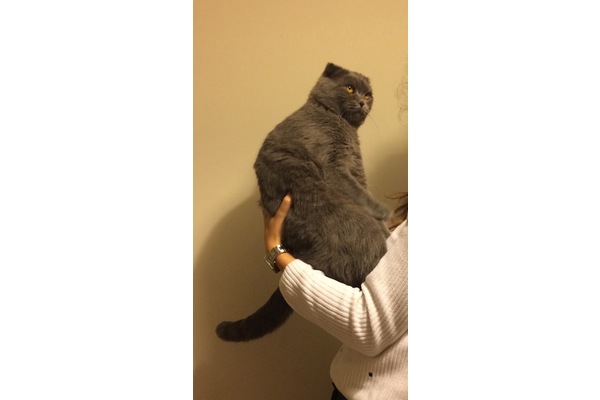 Erkek kedi İnönü Mah.