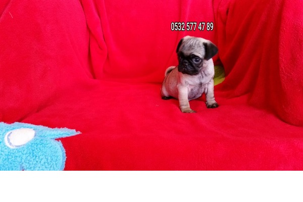 Pug köpek Bodrum