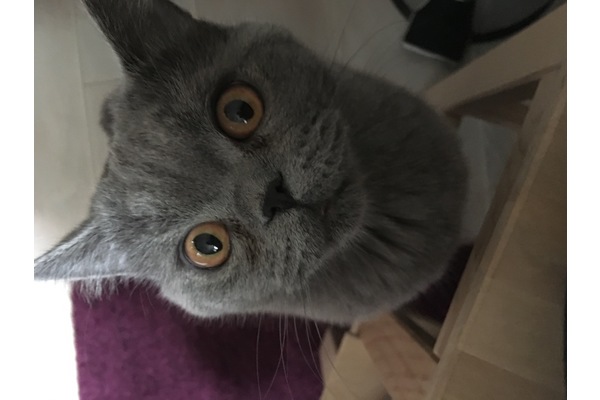 British shorthair Sahibinden Çamlıbahçe Mah.