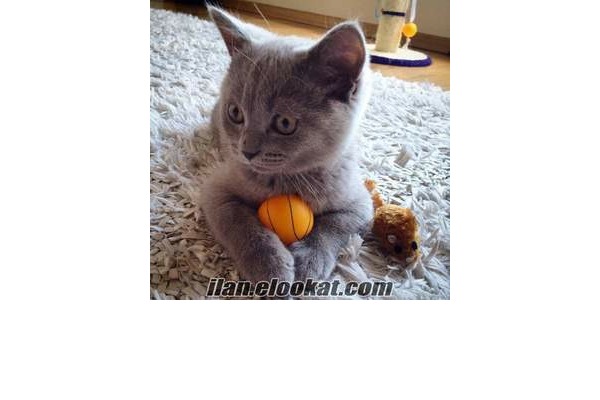 kedi ilanlari Çayyolu Mah.