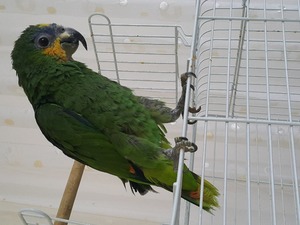  Diğer papağan Bakırköy