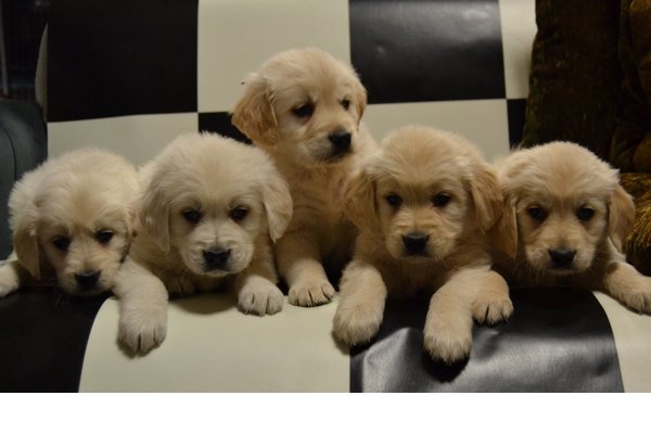 Alibeyköy Mah. köpek ilanları